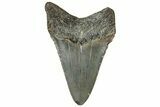 Serrated, Juvenile Megalodon Tooth - North Carolina #307312-1